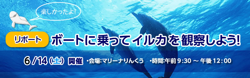 2014/6/14（土）ボートに乗ってイルカを観察しよう！リポート